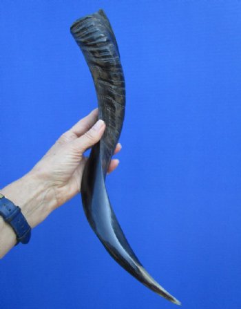 18-7/8 inches Small Half-Polished African Kudu Horn (15 inches straight) -$44.99