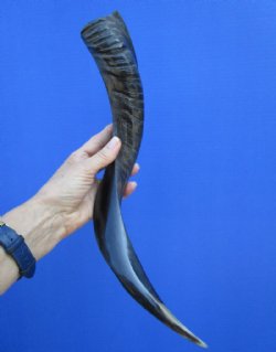18-7/8 inches Small Half-Polished African Kudu Horn (15 inches straight) -$44.99