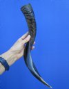 18-7/8 inches Small Half-Polished African Kudu Horn for Making a Shofar (15 inches straight) - Buy this one for $44.99