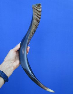 20-3/4 inches Authentic Half-Polished Kudu Horn (15 inches straight) - $52.99