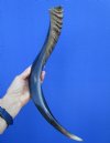 20-3/4 inches Authentic Small Half-Polished Kudu Horn for Making a Shofar (15 inches straight) - Buy this one for $52.99