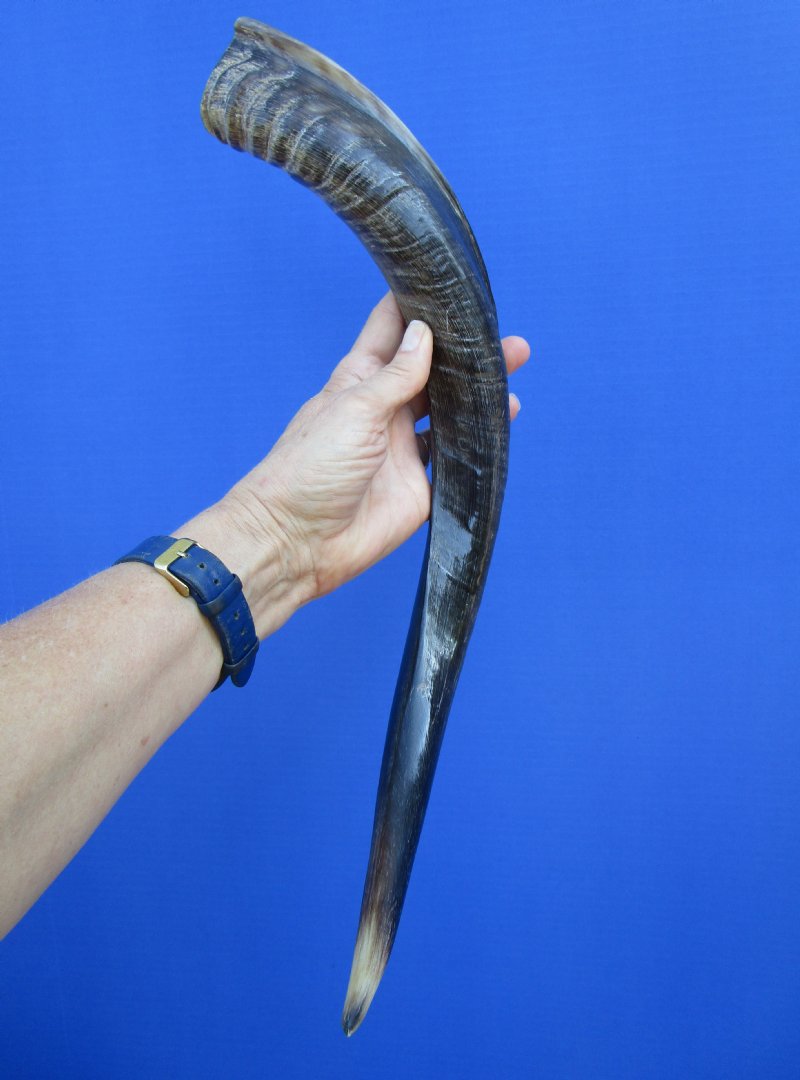 203/4 inches Authentic Small HalfPolished Kudu Horn for Making a Shofar