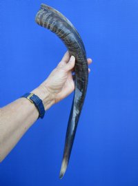 20-3/4 inches Authentic Half-Polished Kudu Horn (15 inches straight) - $52.99