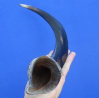 20-3/4 inches Authentic Half-Polished Kudu Horn (15 inches straight) - $52.99