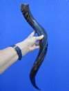 27-3/4 inches Half-Polished Kudu Horn to Make a Shofar (21-1/2 inches straight) - Buy this one for $62.99