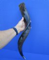 25-1/4 inches Authentic Half-Polished Kudu Horn for Sale (21 inches straight) - Buy this one for $62.99