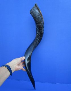 29 inches Half-Polished African Kudu Horn (23-1/2 inches straight) - $62.99