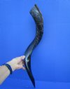 29 inches Authentic Half-Polished African Kudu Horn for Making a Shofar (23-1/2 inches straight) - Buy this one for $62.99