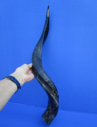 29 inches Half-Polished African Kudu Horn (23-1/2 inches straight) - $62.99