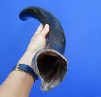 29 inches Half-Polished African Kudu Horn (23-1/2 inches straight) - $62.99