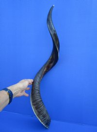 35-7/8 inches Half-Polished African Kudu Horn (28 inches straight) - $99.99 