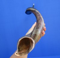 35-7/8 inches Half-Polished African Kudu Horn (28 inches straight) - $99.99 