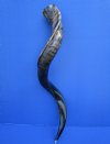 32-1/2 inches Medium Half-Polished Kudu Horn for Sale (25-1/4 inches straight) - Buy this one for $81.99
