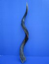 38-1/2 inches Genuine Half-Polished Kudu Horn for Making a Shofar (30-1/2 inches straight) - Buy this one for $99.99