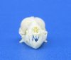 3/4 inch Tiny Java Mastiff Bat Skull for Sale - By this one for $24.99 (Plus $5.50 First Class Mail)