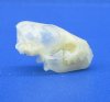 3/4 inch Tiny Lesser Asiatic Yellow Bat Skull - Buy this one for $24.99 (Plus $6.50 First Class Mail)