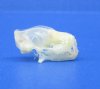 3/4 inch Tiny Javan Mastiff Bat Skull for Sale - Buy this one for $24.99 (Plus $6.50 Fist Class Mail)