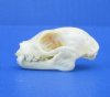 1-1/4 inches Minute Fruit Bat Skull for Sale, Cynopterus minutus, - Buy this one for $24.99 (Plus $6.50 First Class Mail)