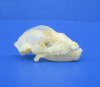 1-1/2 inches Authentic Diadem Leaf-Nosed Bat Skull for Sale - Buy this one for $28.99 (Plus $6.50 First Class Mail)