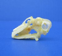 1-1/2 inches Authentic Diadem Leaf-Nosed Bat Skull - Buy for <font color=red> $28.99</font> Plus $5.00 Postage