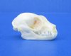 1-1/8 inches Minute Fruit Bat Skull for Sale, Cynopterus minutus, - Buy this one for $24.99 (Plus $5.50 First Class Mail)