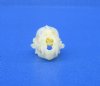 7/8 inches Tiny Lesser Asiatic Yellow Bat Skull for Sale - Buy this one for $24.99 (Plus $6.50 First Class Mail)