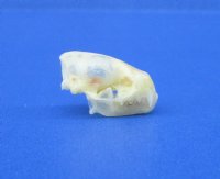 7/8 inches Tiny Lesser Asiatic Yellow Bat Skull for Sale - Buy this one for <font color=red> $24.99</font> (Plus $6.50 First Class Mail)