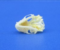 7/8 inches Tiny Lesser Asiatic Yellow Bat Skull for Sale - Buy this one for <font color=red> $24.99</font> (Plus $5.00 First Class Mail)