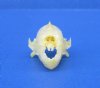 1-1/4 inches Authentic Diadem Leaf-Nosed Bat Skull  for Sale - Buy this one for $28.99 (Plus $6.50 Fist Class Mail)