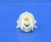 1 inch Tiny Intermediate Roundleaf Bat Skull for Sale - Buy this one for $24.99 (Plus $6.50 First Class Mail)
