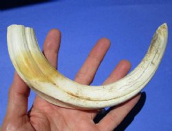 10-1/4 inches Authentic Extra Large Warthog Tusk for Sale <font color=red>9 inches Solid </font>- Buy this one for <font color=red> $54.99</font> (Plus $7.50 First Class Mail)