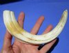10-1/4 inches Authentic Extra Large Warthog Tusk for Sale <font color=red>9 inches Solid </font>- Buy this one for <font color=red> $54.99</font> (Plus $7.50 First Class Mail)