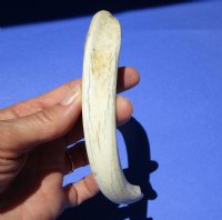 10-1/4 inches Authentic Extra Large Warthog Tusk for Sale <font color=red>9 inches Solid </font>- Buy this one for $54.99