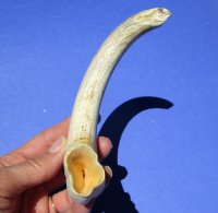 10-1/4 inches Authentic Extra Large Warthog Tusk for Sale <font color=red>9 inches Solid </font>- Buy this one for $54.99