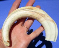 10-1/4 inches Authentic Extra Large Warthog Tusk for Carving Ivory, <font color=red>9 inches solid </font>- Buy this one for <font color=red> $54.99</font> (Plus $7.50 First Class Mail)