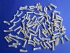 100 Real Coyote Toe Bones for Crafts 3/4 to 1-1/8 inches - Pack of 100 @ <font color=red> .42 each</font> (Plus $7.50 First Class Mail)