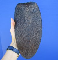 11-3/8 inches Large Authentic Beaver Tail for Sale Preserved with Formaldehyde - Buy this one for $19.99 