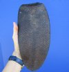 11-3/8 inches Large Authentic Beaver Tail for Sale Preserved with Formaldehyde - Buy this one for $9.99 