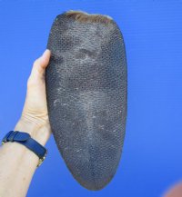 11-3/8 inches Large Authentic Beaver Tail for Sale Preserved with Formaldehyde - Buy this one for $9.99 