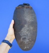 13 inches <font color=red> Huge</font> Real Beaver Tail for Sale Preserved with Formaldehyde - Buy this one for $29.99