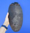 13 inches <font color=red> Huge</font> Real Beaver Tail for Sale Preserved with Formaldehyde - Buy this one for $19.99