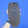 11 by 5-3/8 inches Formaldehyde Preserved Genuine Beaver Tail for Sale - Buy this one for $19.99
