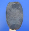 11-7/8 inches Extra Large Beaver Tail for Sale (preserved with formaldehyde) - Buy this one for $19.99