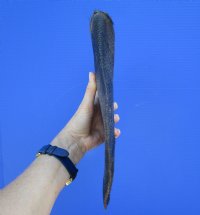 11-7/8 inches Extra Large Beaver Tail for Sale (preserved with formaldehyde) - Buy this one for $9.99