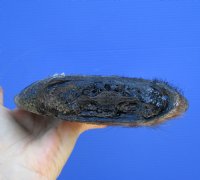 11-7/8 inches Extra Large Beaver Tail for Sale (preserved with formaldehyde) - Buy this one for $9.99