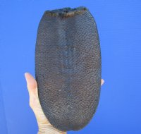 9-7/8 by 5-1/2 inches Genuine Beaver Tail Preserved with Formaldehyde - Buy this one for $9.99