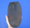 9-7/8 by 5-1/2 inches Genuine Beaver Tail Preserved with Formaldehyde - Buy this one for $19.99