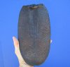 9-7/8 by 5-1/2 inches Genuine Beaver Tail Preserved with Formaldehyde - Buy this one for $9.99