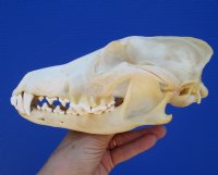 8 inches Large Real North American Coyote Skull for Sale - Buy this one for $34.99