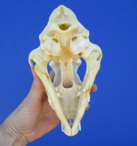 8 inches Large Real North American Coyote Skull for Sale - Buy this one for $34.99